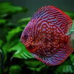 fish, nature, discus