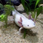 axolotl, leucistique, male