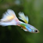 aquarium, tropical fish, fish