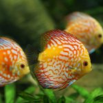 discus fish, aquarium, freshwater