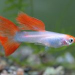 aquarium, tropical fish, nature