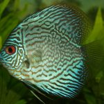 Close-up of a vibrant blue discus fish swimming underwater with intricate patterns.