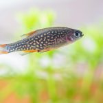 Vivid close-up image of a colorful danio fish swimming underwater.
