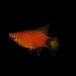 Close-up of a vibrant orange swordtail fish against a solid black background, showcasing its bright colors.